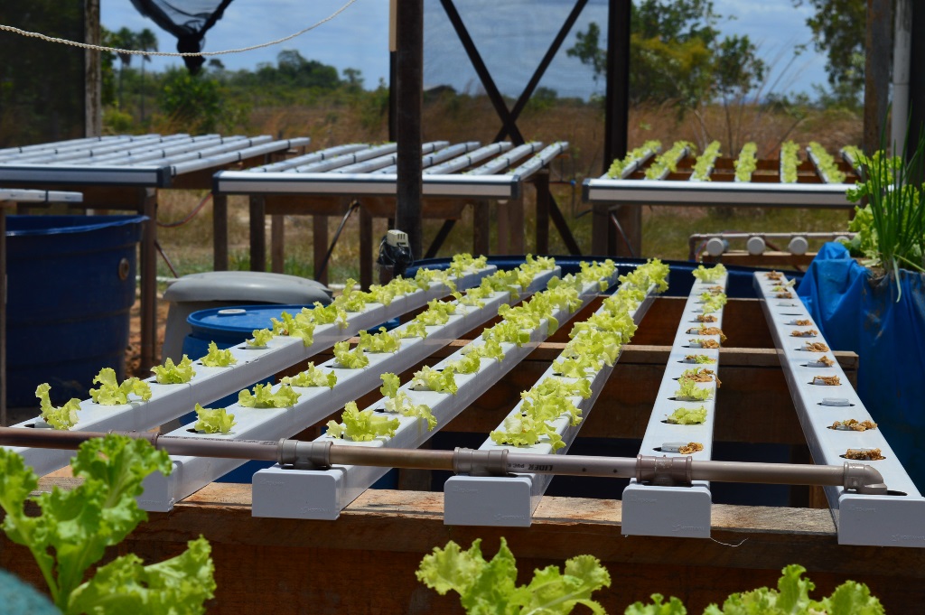 DIA MUNDIAL DA ÁGUA - Projetos nos campi agrícolas do IFRR fazem uso sustentável e reúso da água